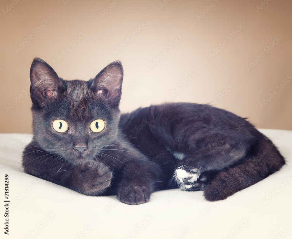 A black cat resting on a cushion on a brown background and looki