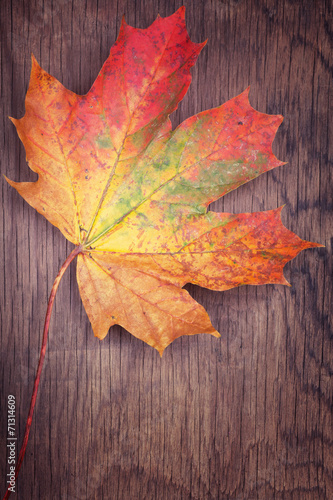 Autumn colorful maple leaf on wooden background