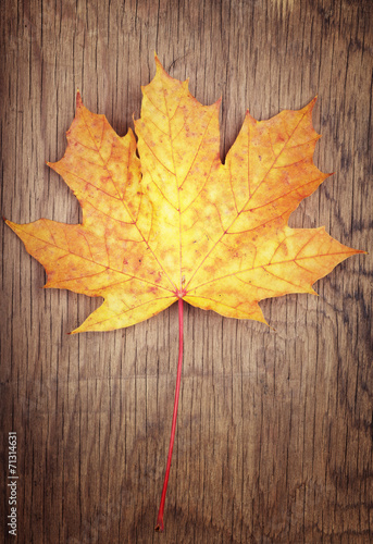 Autumn gold color leaf on wooden background