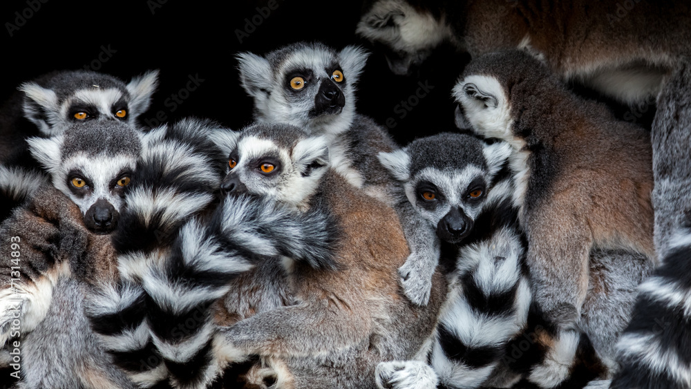 Fototapeta premium Meerkats !