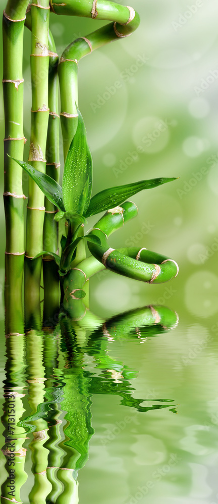 Fototapeta Bambusy na zielonym tle