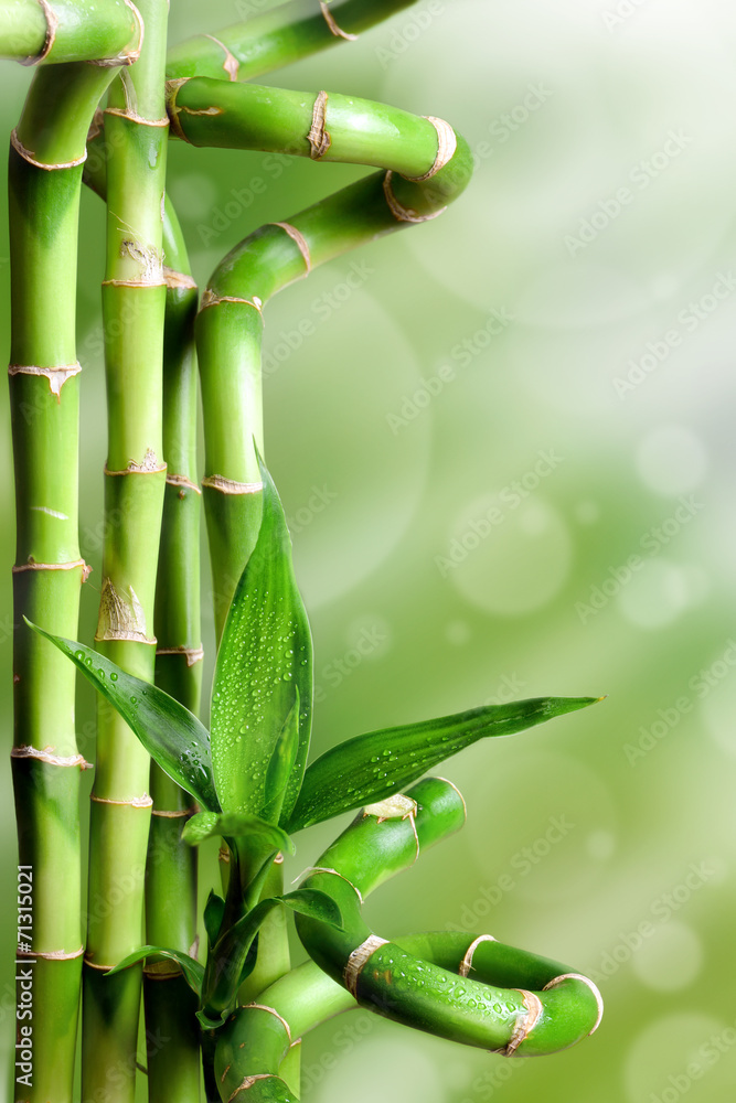 Bambusy na zielonym tle - obrazy, fototapety, plakaty 
