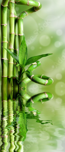 Bambusy na zielonym tle