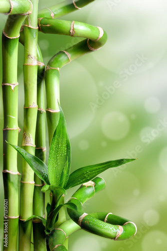 Bambusy na zielonym tle © CUKMEN