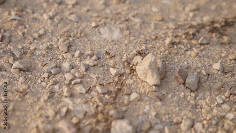 Ant walking on it's way at the ground Ant walking on it's way at the ground