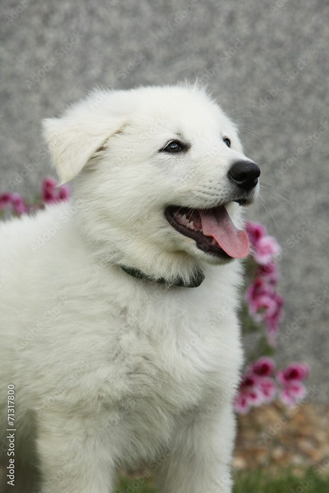 Beautiful puppy of White Swiss Shepherd Dog