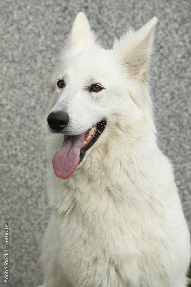 Amazing White Swiss Shepherd Dog Amazing White Swiss Shepherd Dog
