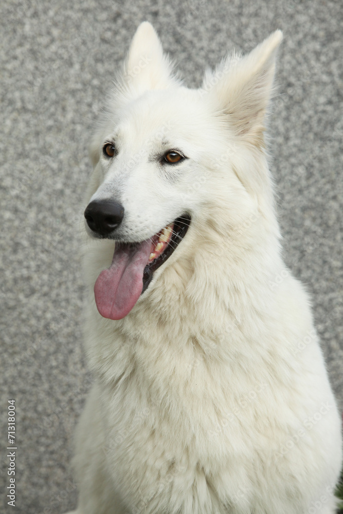 Amazing White Swiss Shepherd Dog