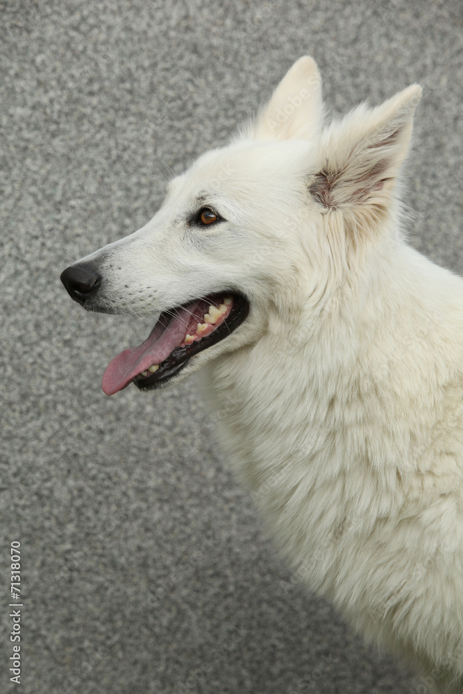 Amazing White Swiss Shepherd Dog