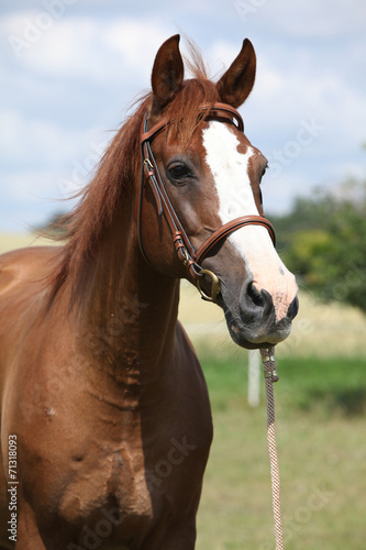 Fototapeta Naklejka Na Ścianę i Meble -  Beautiful chestnut warmblood standing on green field