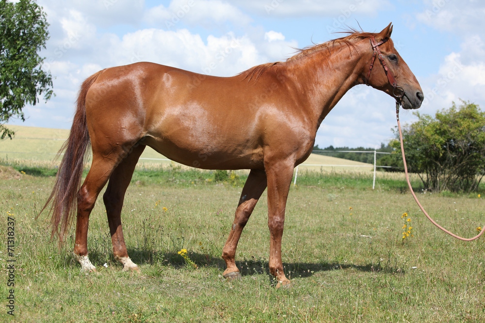 Nice Budyonny horse standing on meadow Nice Budyonny horse standing on meadow