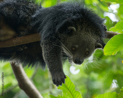 binturong photo