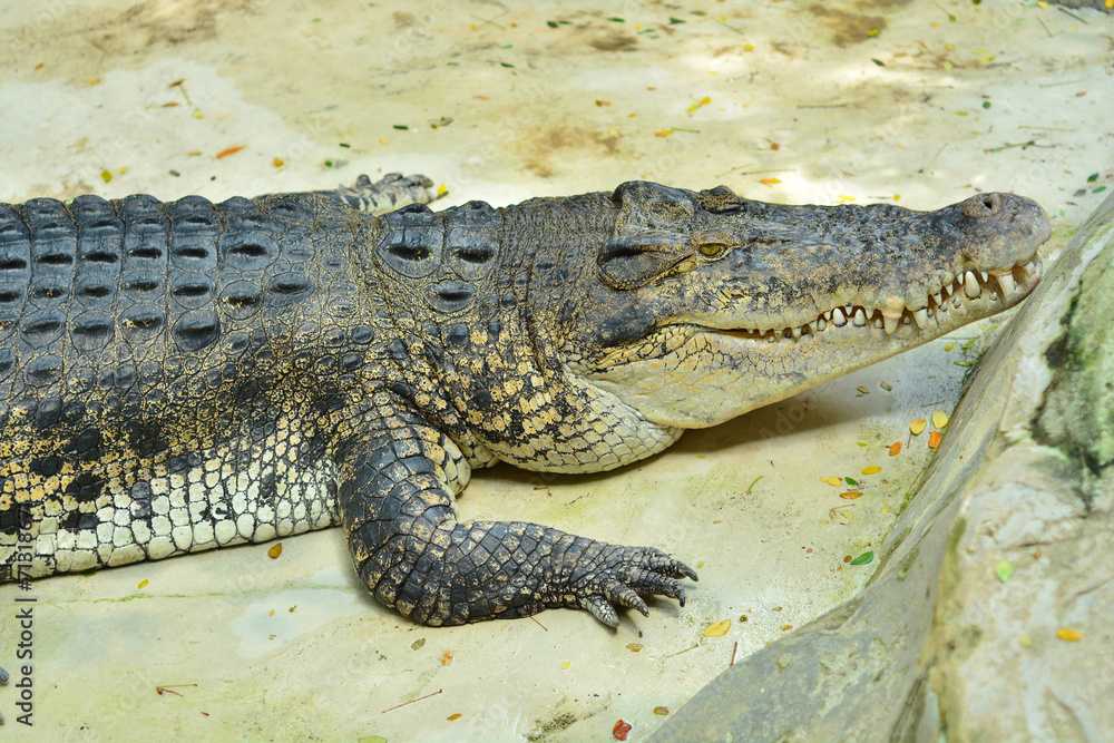 Large crocodile. Stock Photo | Adobe Stock
