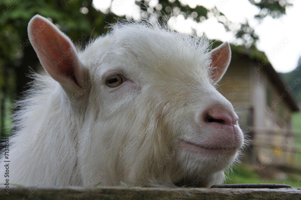 Fototapeta premium 山羊