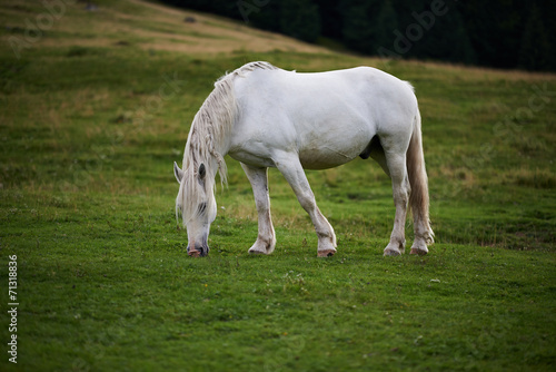 White horse © Xalanx