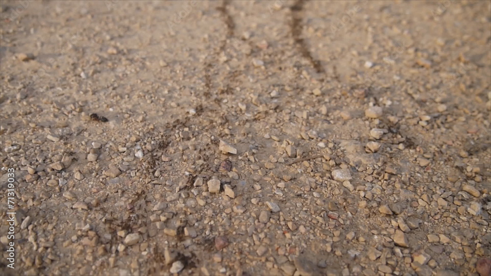 Ant walking on it's way at the ground Ant walking on it's way at the ground