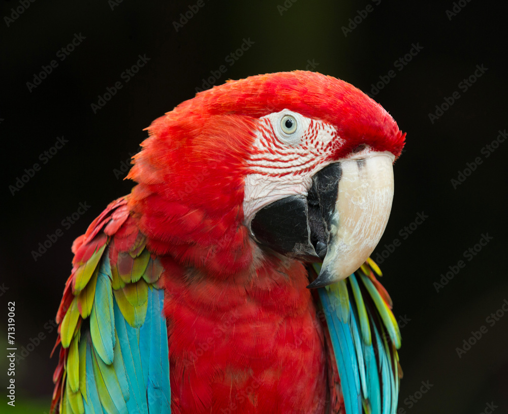 Macaws parrots