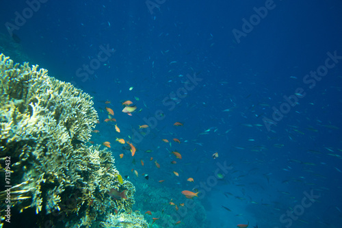 Fototapeta Naklejka Na Ścianę i Meble -  Coral Sea