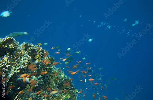 Fototapeta Naklejka Na Ścianę i Meble -  Coral Sea