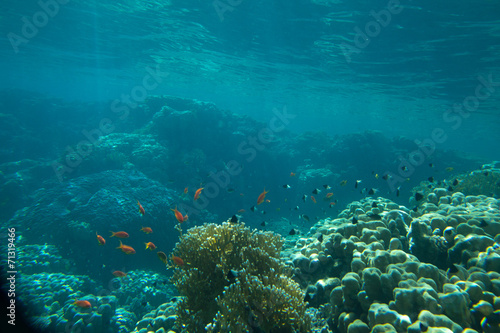 Coral Sea