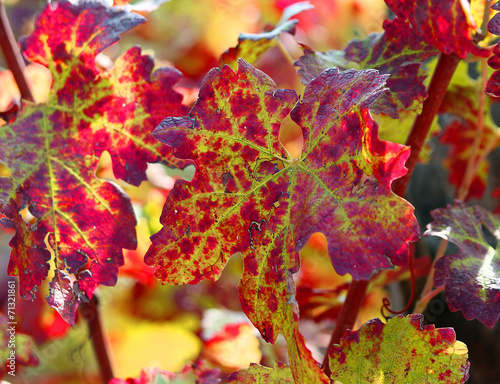 red vine leaves in vineyard in autumn photo