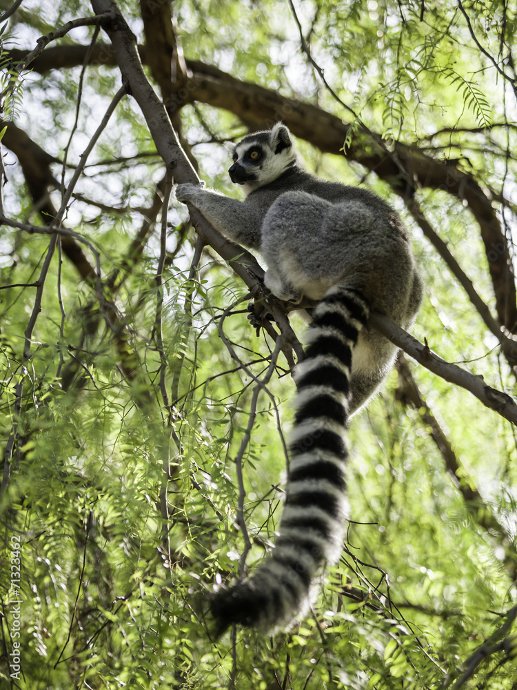 Obraz premium ring-tailed lemur (lemur catta)