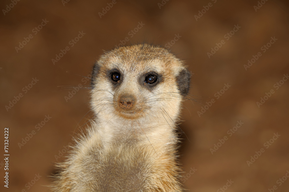 Meerkat portrait Meerkat portrait