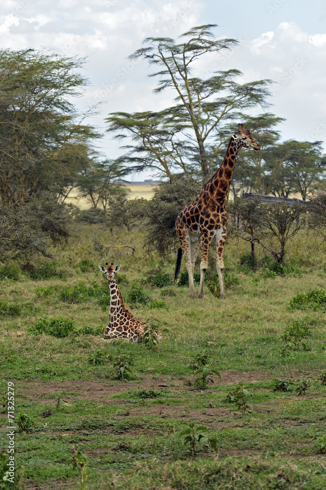 Fototapeta premium Giraffe