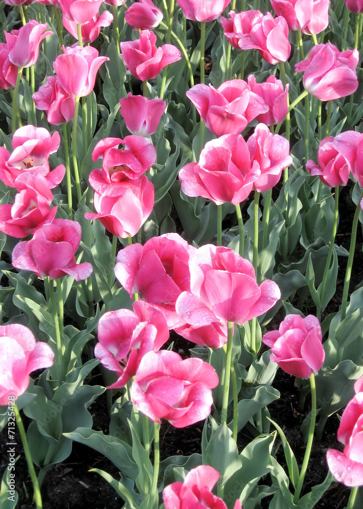 Ottawa the pink tulips 2008