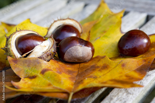 Kastanien im Herbst photo