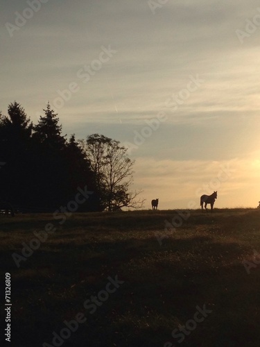Fototapeta Naklejka Na Ścianę i Meble -  sunrise in field