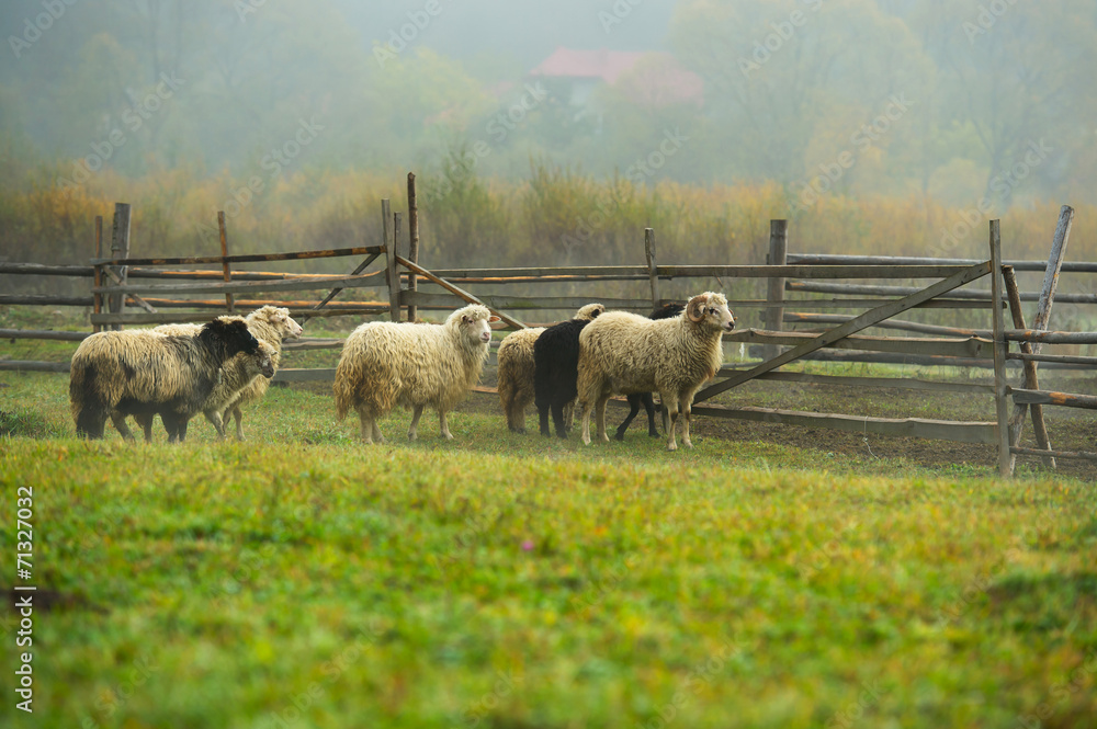 Obraz premium Autumn landscape