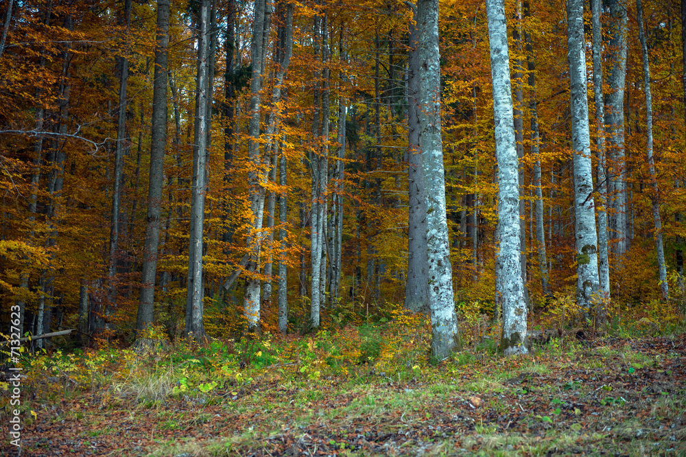 Fototapeta premium Mountains