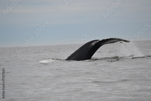 Queue de Baleine © benjo94