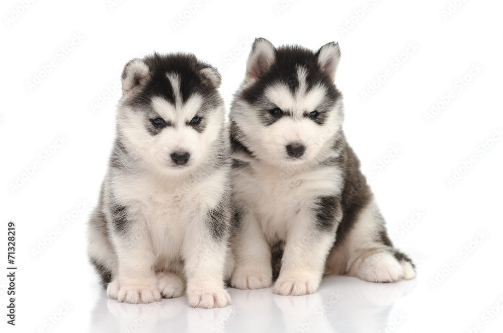 Cute black and white siberian husky puppy sitting and looking on Cute black and white siberian husky puppy sitting and looking on