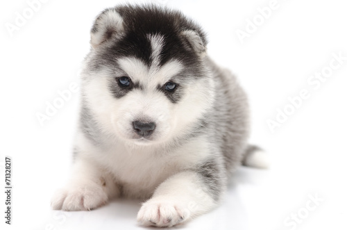 Fototapeta Naklejka Na Ścianę i Meble -  Cute little husky puppy isolated on white background