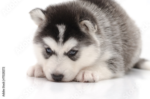 Fototapeta Naklejka Na Ścianę i Meble -  Cute little husky puppy isolated on white background
