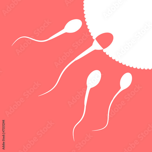 Human sperm cell and male fertility