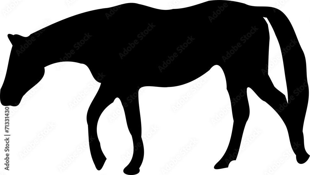 Obraz premium Horse silhouette