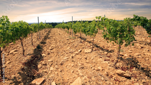 Фотография France - Châteauneuf du Pape