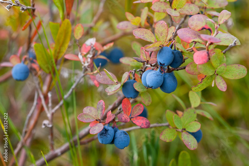 bush of bog bilberry photo