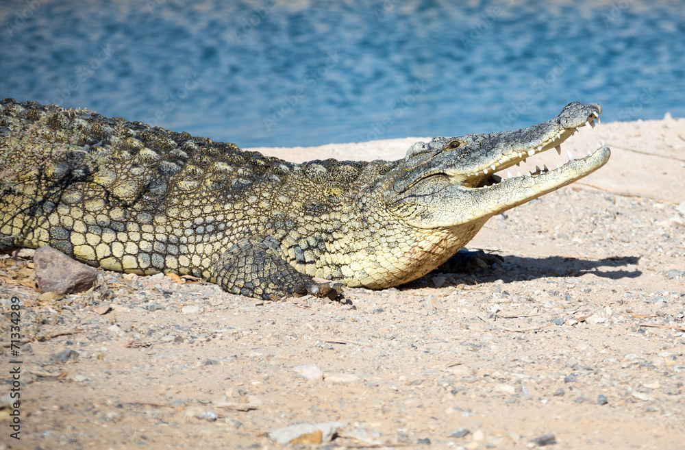 Fototapeta premium crocodile lying on the rocky shore