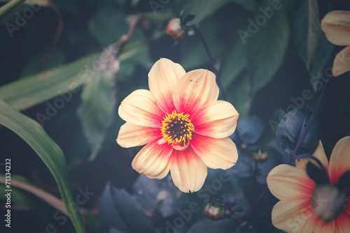 Dalia flower on retro background