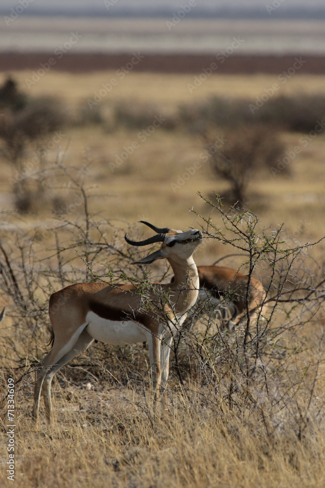 Springböcke (Antidorcas marsupialis) im Etosha Nationalpark Springböcke (Antidorcas marsupialis) im Etosha Nationalpark