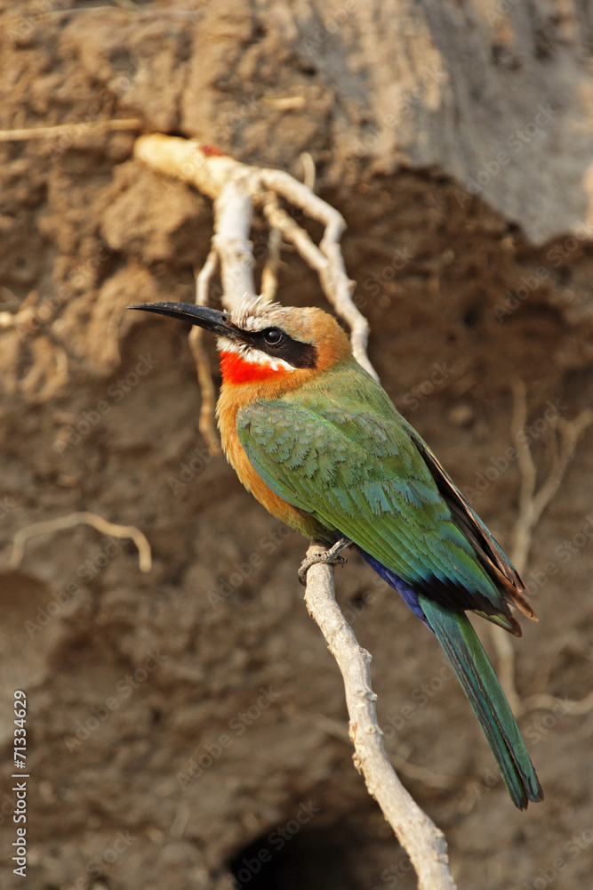 Obraz premium Weißstirnbienenfresser (Merops bullockoides) im Okavango Delta