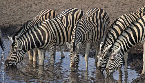 Trinkende Zebras am Wasserloch im Etosha Nationalpark  Namibia