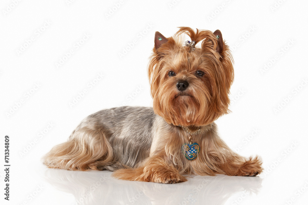 Dog. Yorkie puppy on white gradient background Dog. Yorkie puppy on white gradient background
