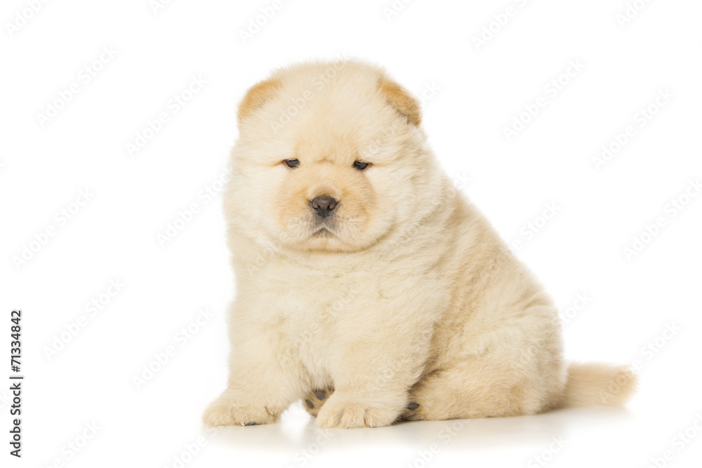 chow chow puppy Stock Photo Adobe Stock