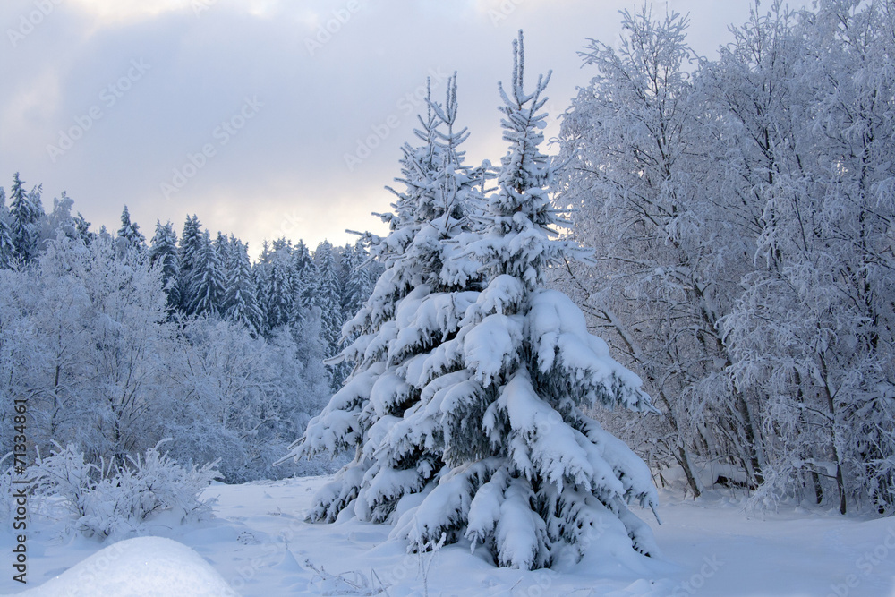 winter landscape winter landscape