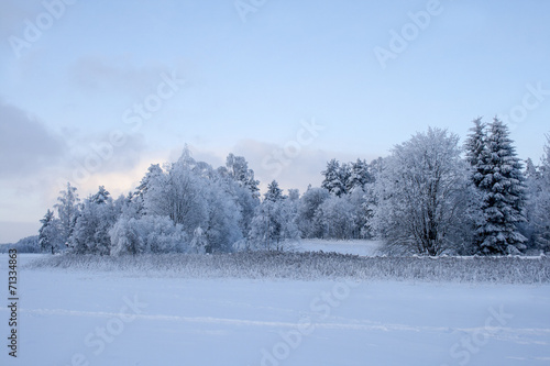 winter landscape © Nikolai Tsvetkov